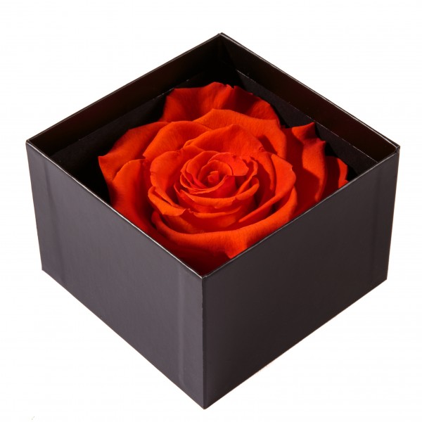Infinity Rose Box . SCHULZ . Rot